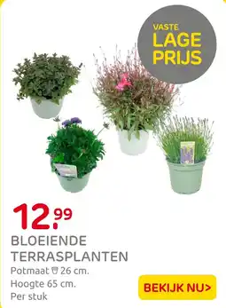 Praxis Bloeiende terrasplanten aanbieding