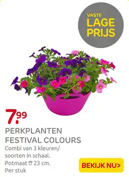 Praxis Perkplanten festival colours aanbieding