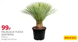 Praxis Palmlelie yucca rostrata aanbieding