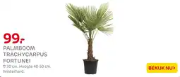 Praxis Palmboom trachycarpus fortunei aanbieding