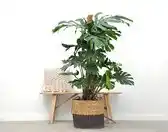 Bol.com Monstera Deliciosa XXL - 150cm aanbieding