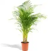 Bol.com Areca Palm XXL - Goudpalm, Dypsis Lutescens - Hoogte 130cm - Potmaat 24cm aanbieding