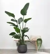 Bol.com Paradijsvogelplant - Strelitzia Nicolai hoogte 200cm potmaat 27cm aanbieding
