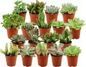 Bol.com ZynesFlora - Mini Succulenten Mix - 18 Stuks - Ø 5,5 cm - Hoogte: 5-10 cm - Vetplant - Kamerplant aanbieding