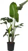 Bol.com Paradijsvogelplant - Strelitzia Nicolai hoogte 180cm potmaat 24cm aanbieding