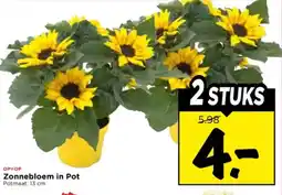 Vomar Voordeelmarkt Zonnebloem in Pot aanbieding