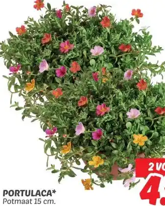 PORTULACA