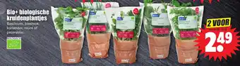 Dirk Bio+biologische kruidenplantjes 2 st aanbieding