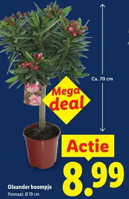 Lidl Oleander boompje aanbieding