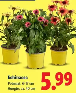 Lidl Echinacea aanbieding