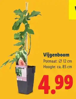 Lidl Vijgenboom aanbieding