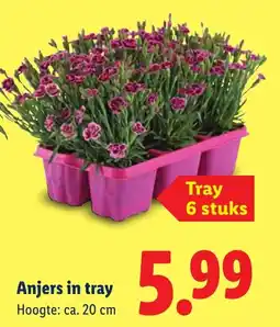 Lidl Anjers in tray aanbieding