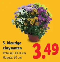 Lidl 5-kleurige chrysanten aanbieding
