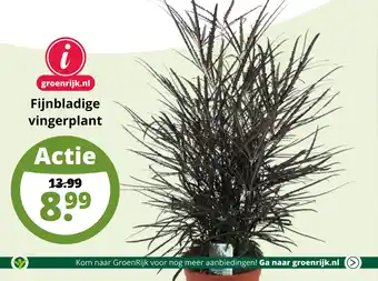 GroenRijk Fijnbladige vingerplant aanbieding