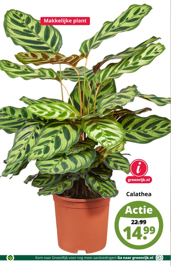 GroenRijk Calathea aanbieding