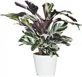 Bol.com Calathea Fushion White - Ø 14 cm - Hoogte: 35 - 40 cm aanbieding