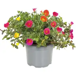 Albert Heijn AH Portulaca small aanbieding