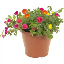Albert Heijn AH Portulaca medium p23 aanbieding