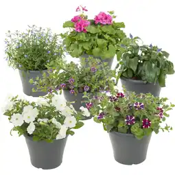 Albert Heijn AH Perkplanten in terraspot aanbieding