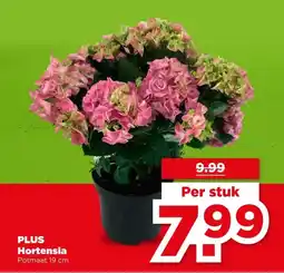 PLUS PLUS Hortensia aanbieding