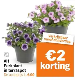 Albert Heijn AH Perkplant in terraspot aanbieding