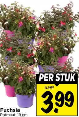 Vomar Voordeelmarkt Fuchsia aanbieding