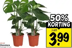 Vomar Voordeelmarkt Monstera aanbieding