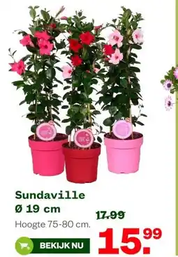 Welkoop Sundaville Ø 19 cm aanbieding