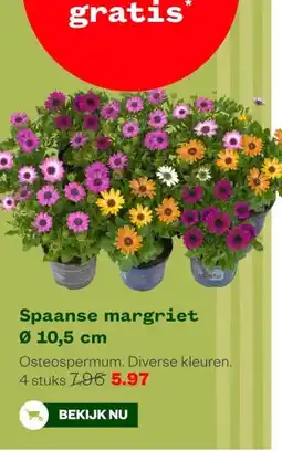 Welkoop Spaanse margriet Ø 10,5 cm aanbieding