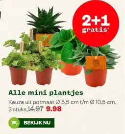 Welkoop Alle mini plantjes aanbieding