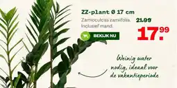 Welkoop ZZ-plant Ø 17 cm aanbieding