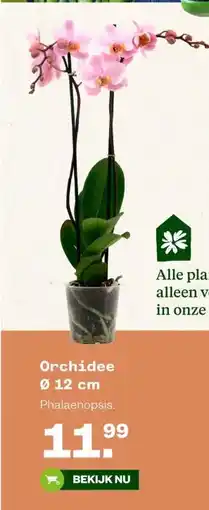Welkoop Orchidee Ø 12 cm aanbieding