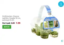 Intratuin Drijfplanten. Diverse soorten, hoogte 10 cm, potmaat 9 cm. aanbieding