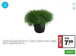 Intratuin Gipskruid (Gypsophila mur. ‘Gypsy’). Roze of wit, hoogte 30 cm, potmaat 23 cm. aanbieding