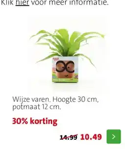Intratuin Wijze varen. Hoogte 30 cm, potmaat 12 cm. aanbieding