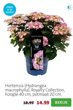 Intratuin Hortensia (Hydrangea macrophylla). Royalty Collection, hoogte 40 cm, potmaat 20 cm. aanbieding