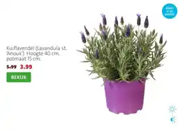 Intratuin Kuiflavendel (Lavandula st. ‘Anouk’). Hoogte 40 cm, potmaat 15 cm. aanbieding