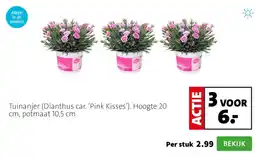 Intratuin Tuinanjer (Dianthus car. ‘Pink Kisses’). Hoogte 20 cm, potmaat 10,5 cm. aanbieding