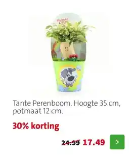 Intratuin Tante Perenboom. Hoogte 35 cm, potmaat 12 cm. aanbieding