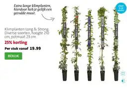 Intratuin Klimplanten Long & Strong. Diverse soorten, hoogte 210 cm, potmaat 23 cm. aanbieding