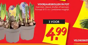 Dekamarkt Voorjaarsbollen In Pot aanbieding