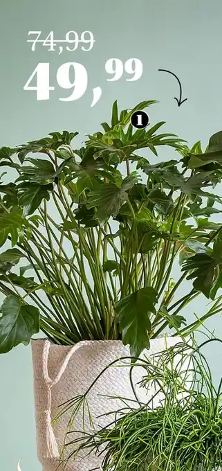 Tuincentrum Van Ee Philodendron aanbieding