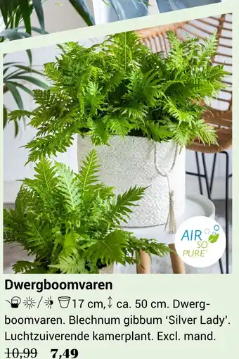 Tuincentrum Van Ee Dwergboomvaren aanbieding