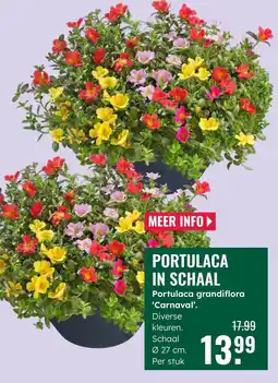 GroenRijk Portulaca in schaal aanbieding