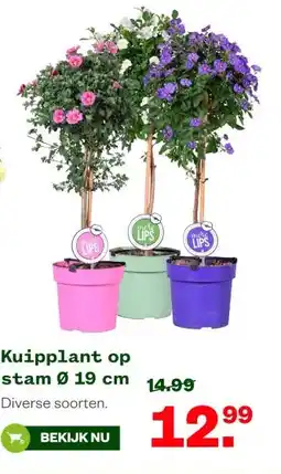 Welkoop Kuipplant op stam Ø 19 cm aanbieding