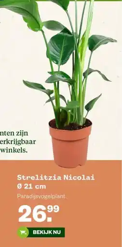 Welkoop Strelitzia Nicolai Ø 21 cm aanbieding