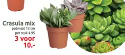 Deka Tuin Crasula mix aanbieding
