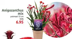 Deka Tuin Anigozanthus mix aanbieding