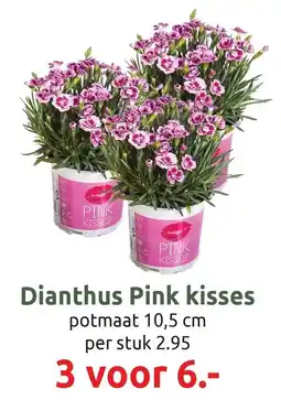 Deka Tuin Dianthus Pink kisses aanbieding