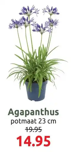 Deka Tuin Agapanthus aanbieding
